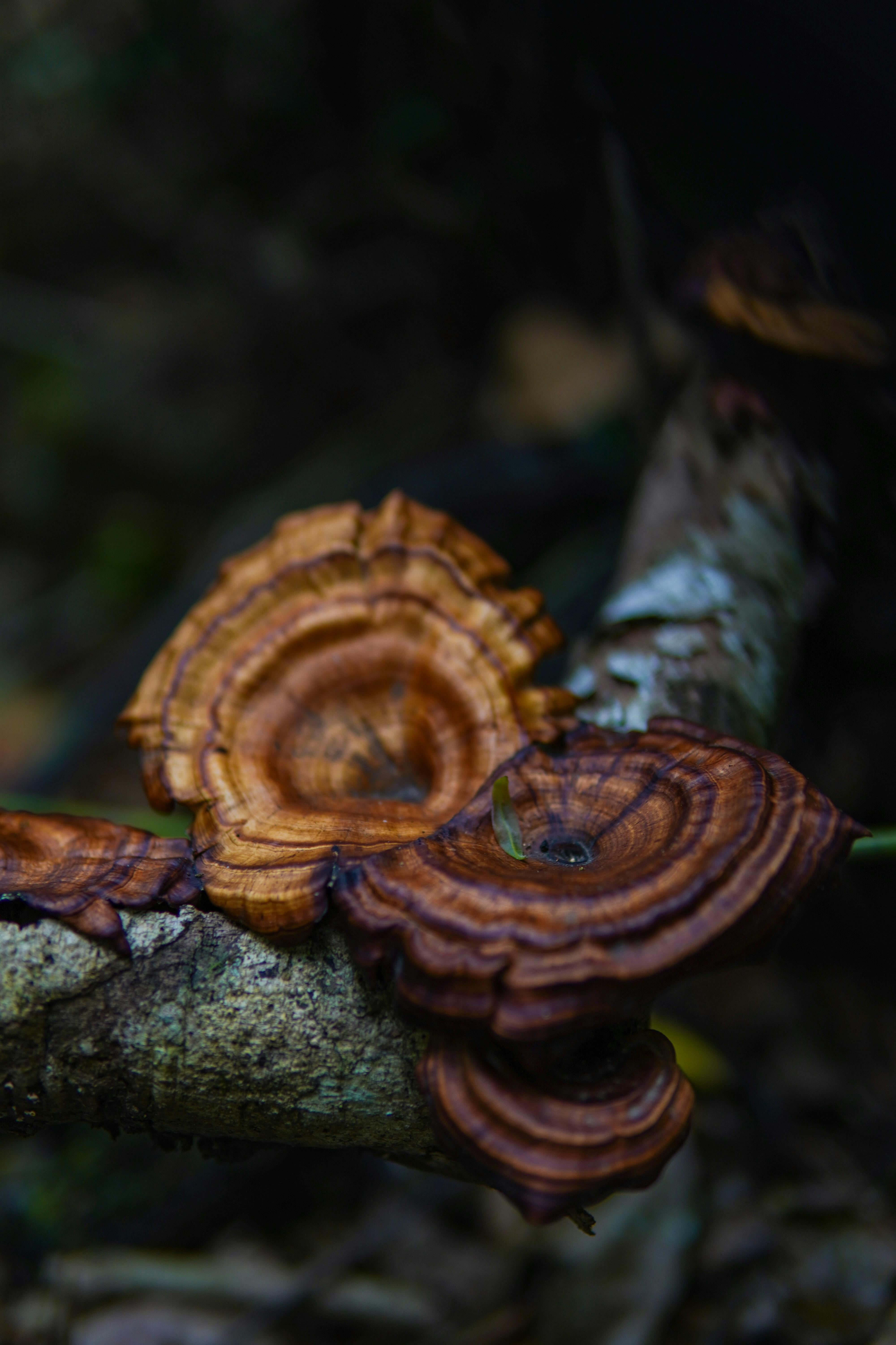 Ganoderma, Linchzhi or Reishi mushroom